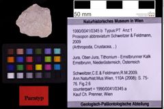 Foto (Objekt + Etiketten) von Prosopon abbreviatum (Schweitzer & Feldmann, 2009) (NHMW-GEO-1990-0041-0345b)
